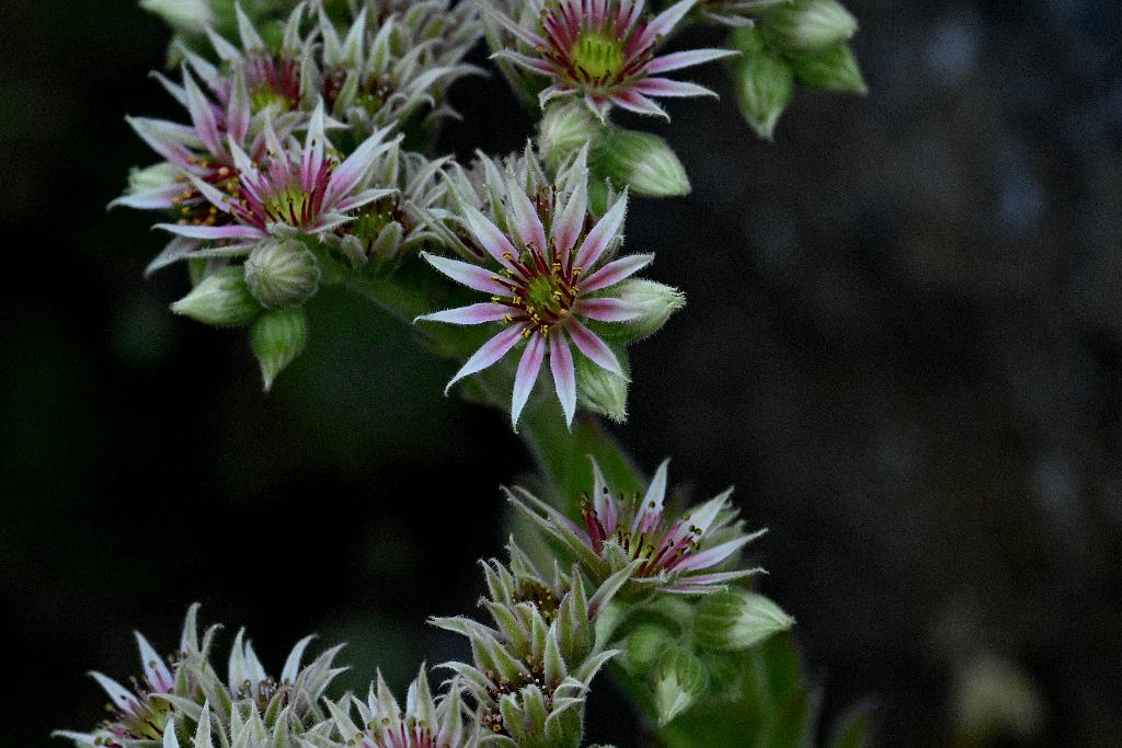 2025-07179615 Tower Hill Botanic Garden, MA.JPG - Hens and Chicks (Sempervivum). New England Botanic Garden at Tower Hill, MA, 7-17-2025